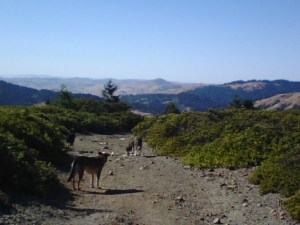 Off leash w/Wyatt, Avery, and Bandit on ridge trail fire road ~ Woodacre, CA 2012