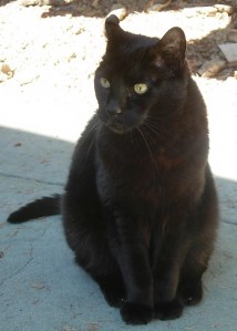 Whitney ~ Woodacre, CA 2012