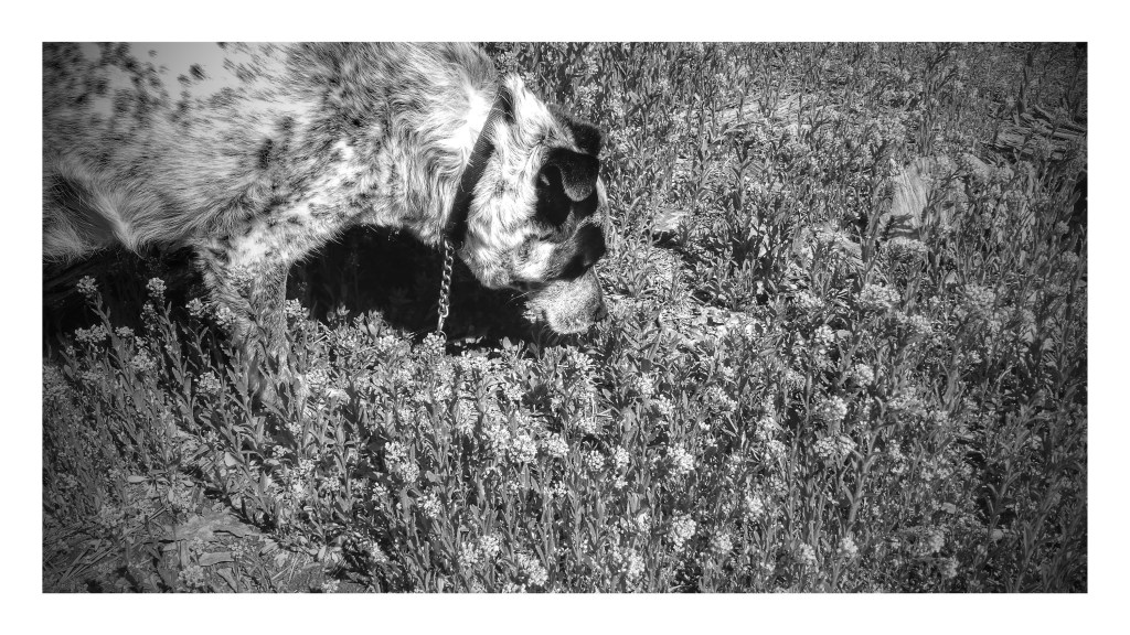 IMG_20150508_102205289-EFFECTS