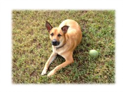 Dennis with his ball cropped