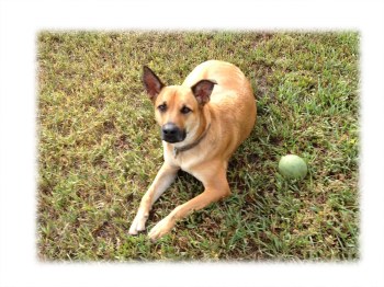 Dennis with his ball cropped