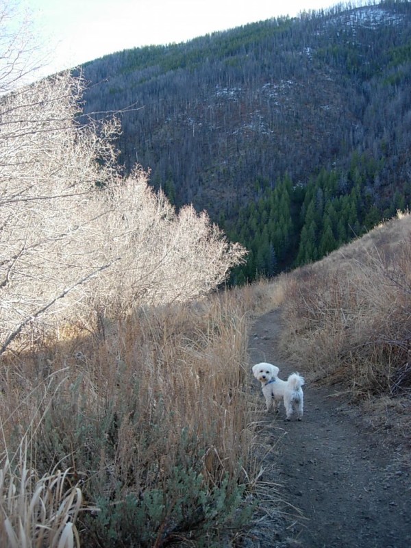 Adams Gulch loop trail ~ 11/4 ~ 6