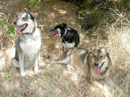 Avery, Wyatt, and Bandit ~ along the way on a hot day trip; Marin County, CA 2012