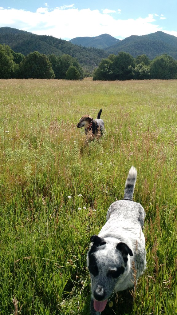 IMG_20150726_095135448