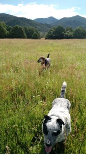 IMG_20150726_095135448