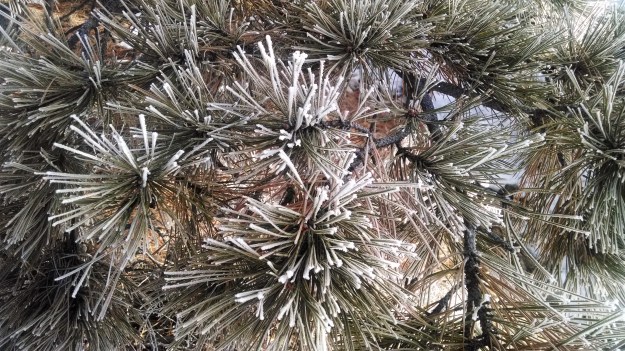 IMG_20150108_103724507