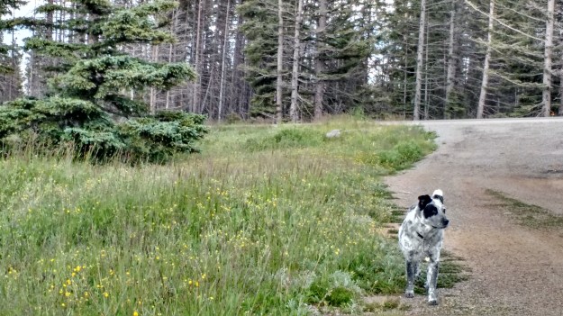 IMG_20150713_160406856_HDR