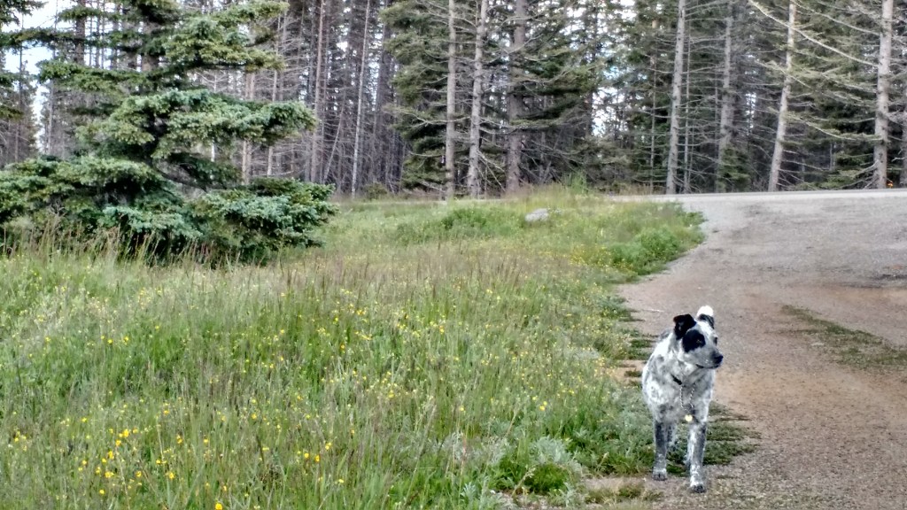 IMG_20150713_160406856_HDR